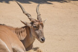 Resting eland in the hot sun