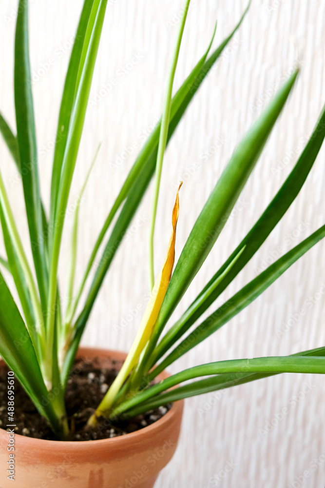 Fototapeta premium Sansevieria parva (Kenya Hyacinth)with yellow leaf in a clay terracotta flower pot