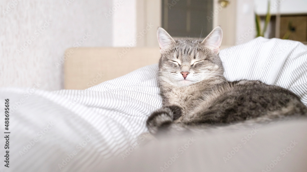A domestic striped gray cat lie on the bed. The cat in the home interior.. A domestic striped gray cat lie on the bed. The cat in the home interior..
