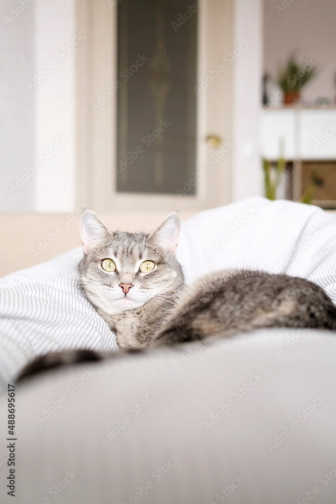 A domestic striped gray cat lie on the bed. The cat in the home interior.. A domestic striped gray cat lie on the bed. The cat in the home interior..