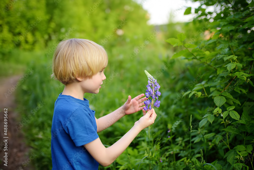Cute preschooler boy is admiring of lupine flowers in field on summer day. Little child is exploring nature. Cute preschooler boy is admiring of lupine flowers in field on summer day. Little child is exploring nature.