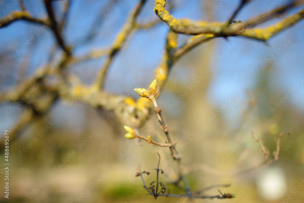 Swollen buds on tree branch in early spring Swollen buds on tree branch in early spring