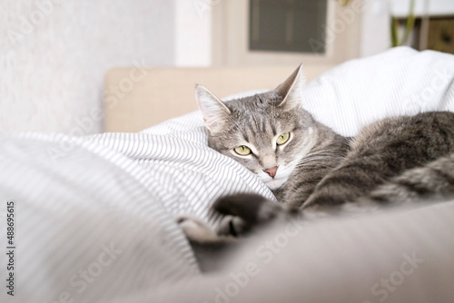 A domestic striped gray cat lie on the bed. The cat in the home interior..