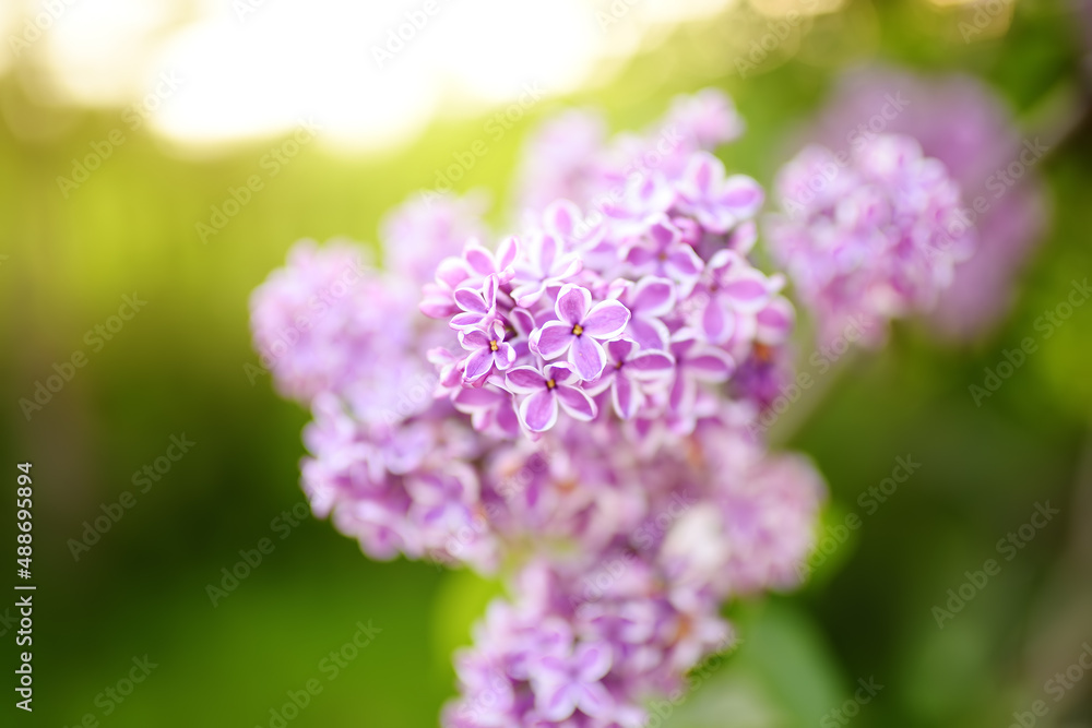 Obraz premium Scented purple and white blooming lilac in domestic garden in spring day. Flowering time causes seasonal allergies in children. Pink and purple lilac.