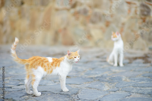 Photography Wild cats on the streets of the medieval Phicardou (Fikardou) village, Cyprus