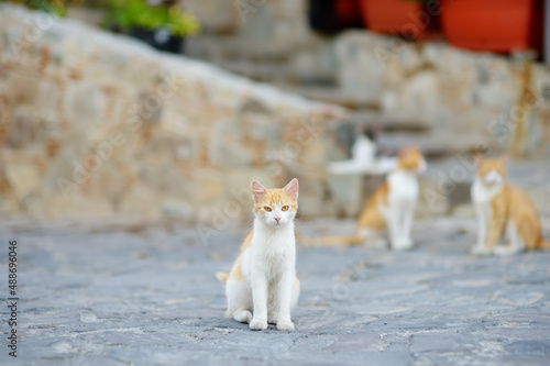 Canvas Print Wild cats on the streets of the medieval Phicardou (Fikardou) village, Cyprus
