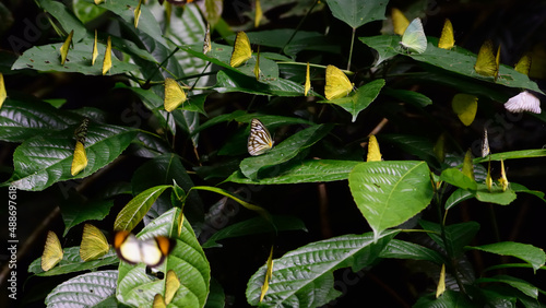 butterflies perched on leaf in the jungle,variety of butterfly in the jungle ,pollinator in forest ecosystem.