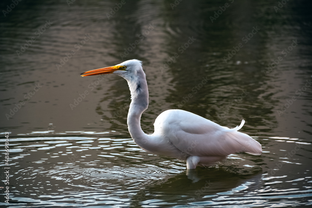 Obraz premium Great Egret Wading in the Water