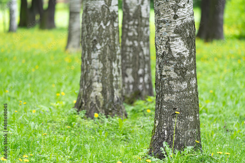 natural background with birches in the spring park natural background with birches in the spring park