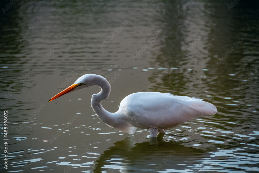 Obraz premium Great Egret Wading in the Water