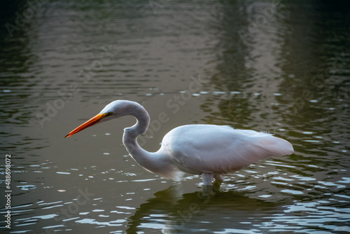 Great Egret Wading in the Water
