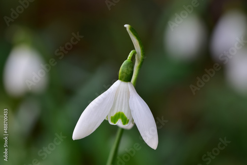 Snowdrop flower close up, blurry background