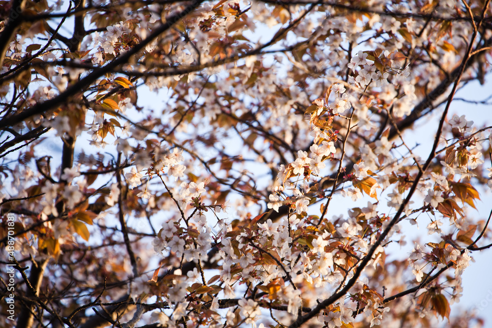 山桜