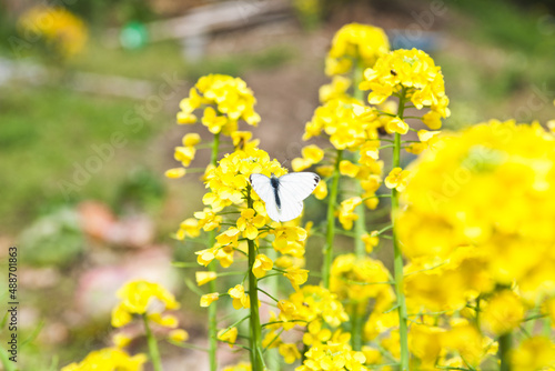 菜の花とモンシロチョウ