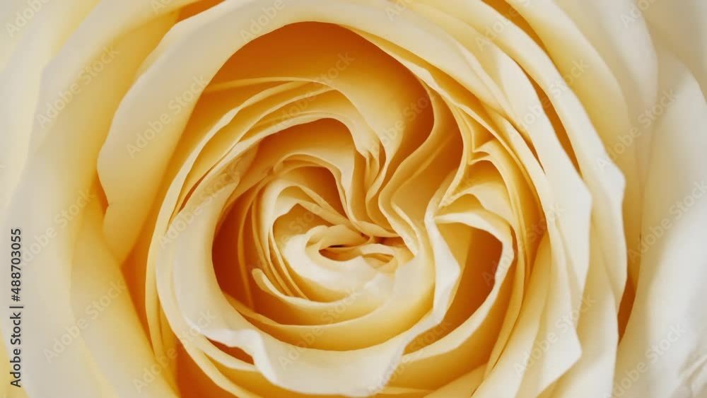 Beautiful yellow rose rotating on white background, macro shot. Bud closeup. Blooming pink rose flower open. Holiday backdrop, Valentine's Day concept. High quality 4k footage Beautiful yellow rose rotating on white background, macro shot. Bud closeup. Blooming pink rose flower open. Holiday backdrop, Valentine's Day concept. High quality 4k footage