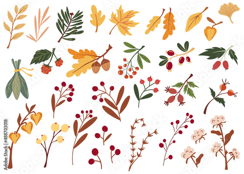 Autumn leaves and berries. Big set of various autumn leaves twigs berries and dried flowers. Hand Drawn Cartoon Vector illustration isolated on white background