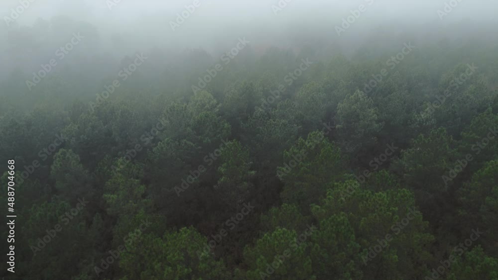 A moody misty aerial shot over a forest canopy with a spooky feel. A moody misty aerial shot over a forest canopy with a spooky feel.