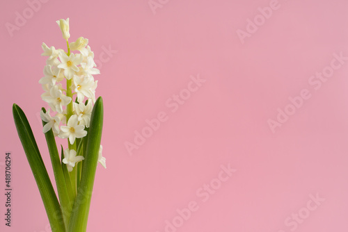 White hyacinth flower on a pink background. Spring flowers. Growth hyacinth. Floral Greeting card, March 8, mother's day, woman day, birthday, copy space © maxa0109