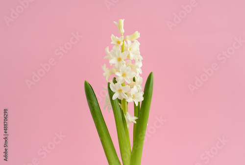 White hyacinth flower on a pink background. Spring flowers. Growth hyacinth. Floral Greeting card, March 8, mother's day, woman day, birthday © maxa0109