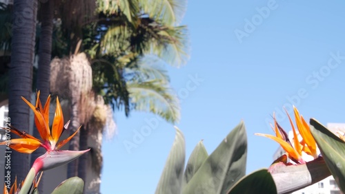 Strelitzia bird of paradise orange flower bloom, crane flower inflorescence, ...