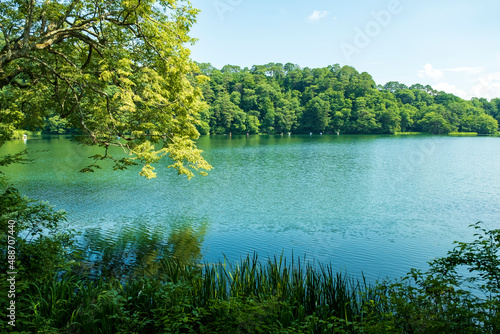 夏の湖の朝の湖畔