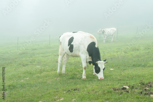 霧の中の牧場の牛
