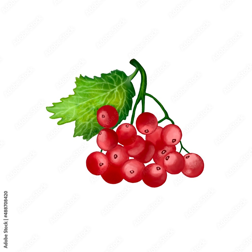 red currant isolated on white