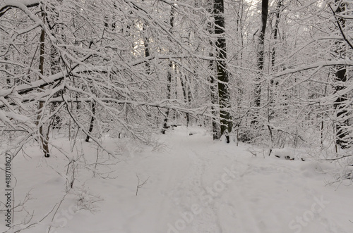 snow covered path in Izmaylovo Forest Park, Moscow