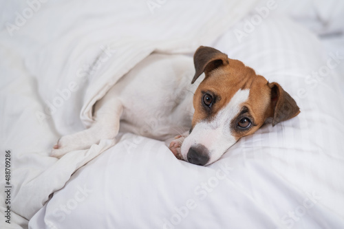 Jack Russell Terrier dog lies in bed under the covers. The pet sleeps in the bedroom. © Михаил Решетников