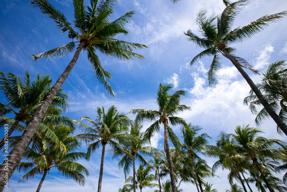 Palms exotic pattern. Palm trees on blue sky, palm at tropical coast, coconut tree. Tropical backdrop on sun light sky. Palms exotic pattern. Palm trees on blue sky, palm at tropical coast, coconut tree. Tropical backdrop on sun light sky.