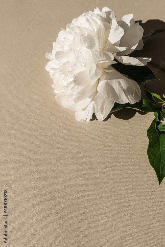 Hoa paeonia: Với màu sắc sặc sỡ và thiết kế hoa tuyệt đẹp, những bông hoa paeonia chắc chắn sẽ làm bạn say đắm. Từ tông màu pastel đến màu rực rỡ, họ chắc chắn sẽ làm cho phòng của bạn trở nên tươi sáng và rực rỡ hơn.