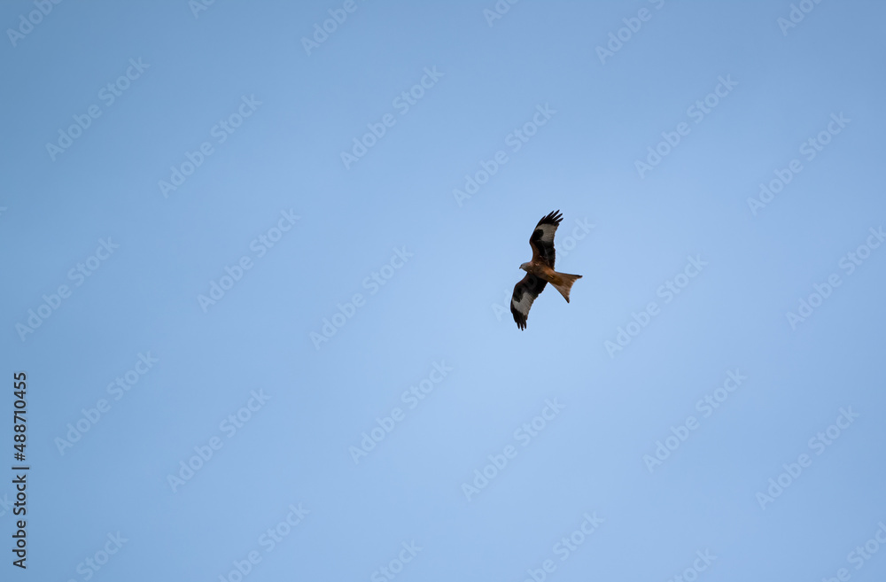 a red kite (Milvus milvus) soaring with wings full in a cold deep blue winter UK sky a red kite (Milvus milvus) soaring with wings full in a cold deep blue winter UK sky