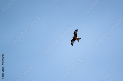 a red kite (Milvus milvus) soaring with wings full in a cold deep blue winter UK sky