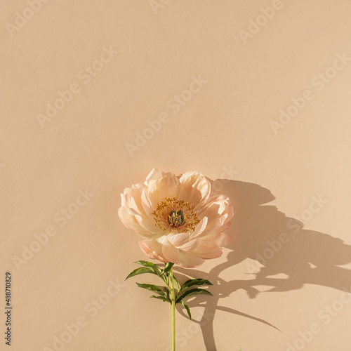 Peachy peony flower on neutral pastel beige background. Minimal bohemian still life floral composition © Floral Deco