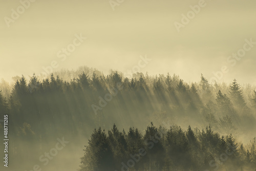 Beautiful forest with fog, mist and sun rays during golden hour 