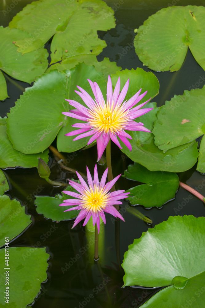 two pink water lilies with
leafs two pink water lilies with
leafs