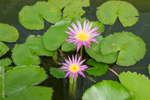 two pink water lilies with leafs