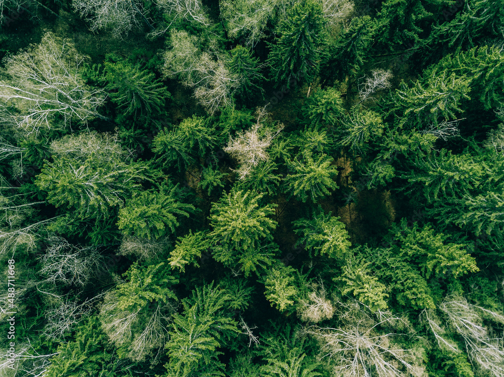 Aerial top view of spring green trees in a forest. Aerial top view of spring green trees in a forest.