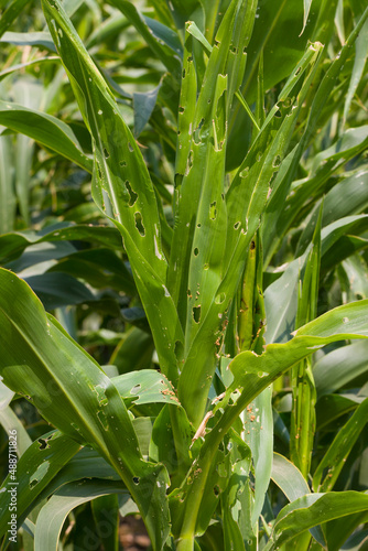 Corn leaf damaged by fall armyworm Spodoptera frugiperda
