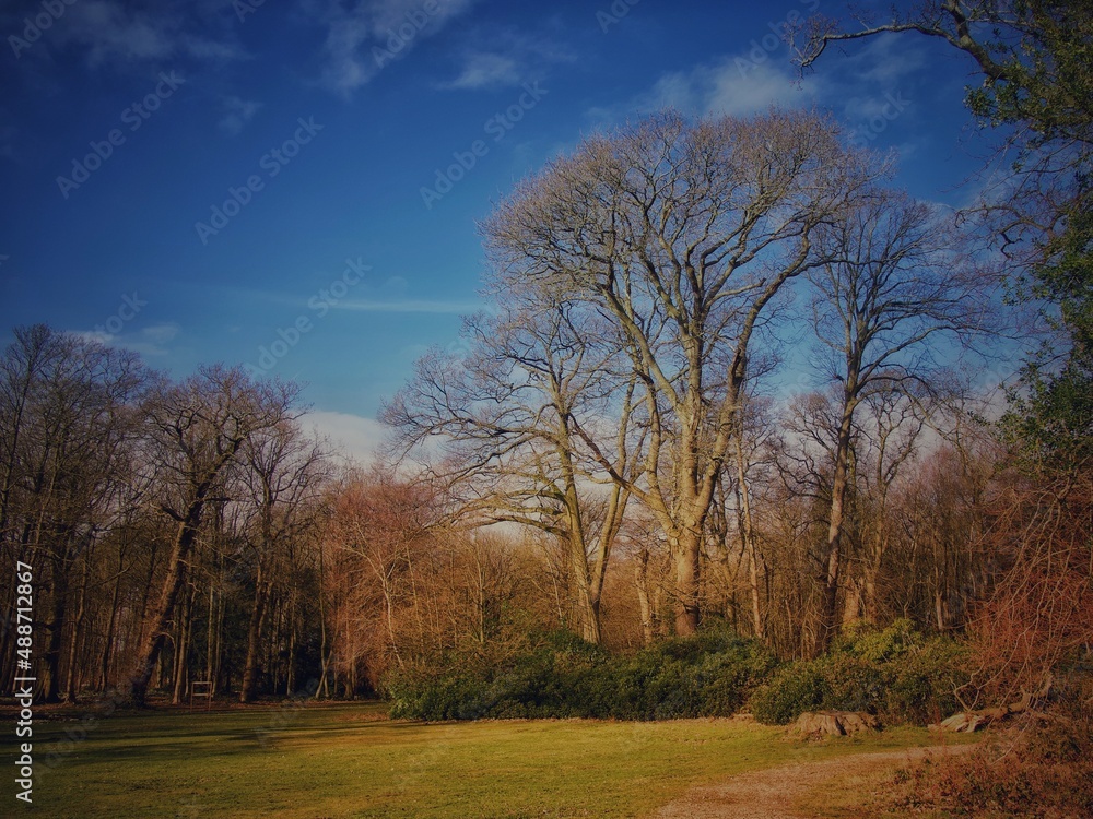 English Woodland 