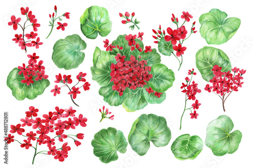 Fototapeta Naklejka Na Ścianę i Meble -  Geranium flowers and leaves. A set of watercolor illustrations for design and decor