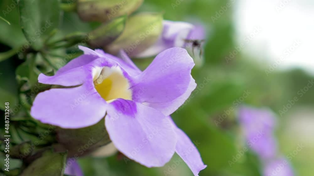 Close up purple flower shaking with the wind in slow motion Close up purple flower shaking with the wind in slow motion