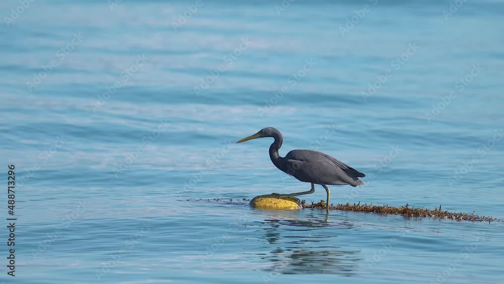 Pacific Reef Heron With Dark Morph Plumage On Buoy Floating In The Sea. - static Pacific Reef Heron With Dark Morph Plumage On Buoy Floating In The Sea. - static