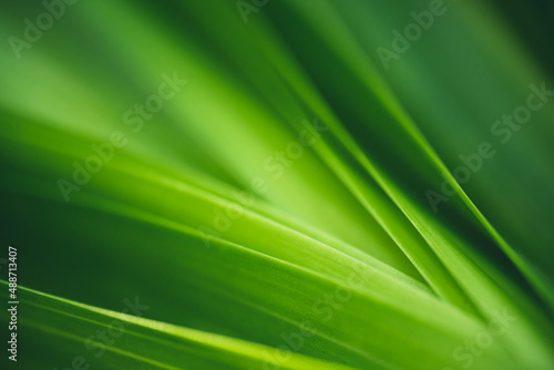 Dark green leaf texture, Natural green leaves using as nature background wallpaper or tropical leaf cover page  © Fahkamram