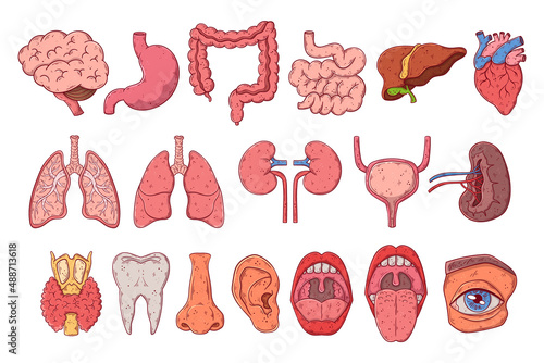 Human internal organs set hand drawn cartoon vector. Anatomy chest, gastrointestinal tract, head.