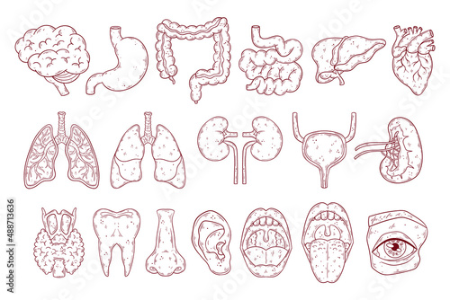 Human internal organs set hand drawn vector. Anatomy chest, gastrointestinal tract, head.