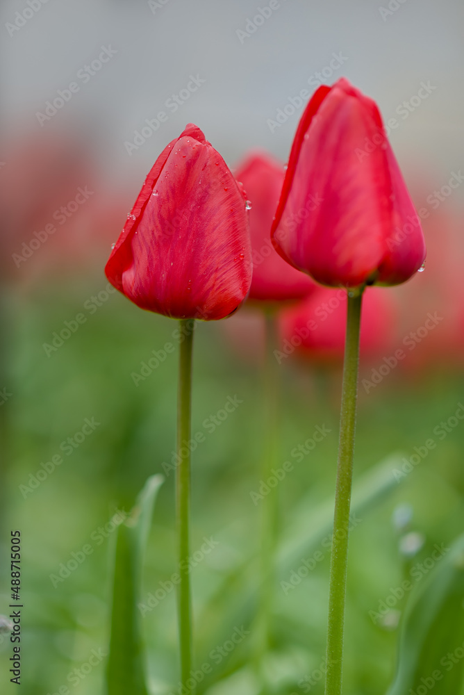 Obraz premium Red tulip flower in the field with vivid color