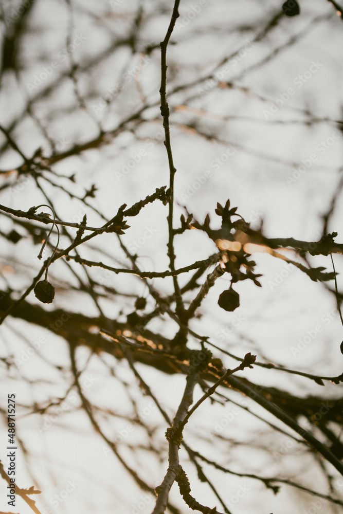 bird on a branch bird on a branch
