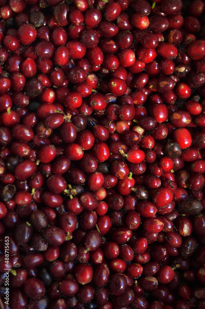 close up of fresh coffee beans for background close up of fresh coffee beans for background