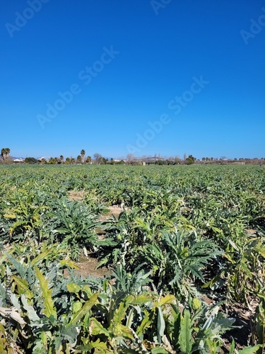 field of artichockes in a sunny day photo